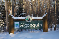 Algonquin Park Gate In Winter