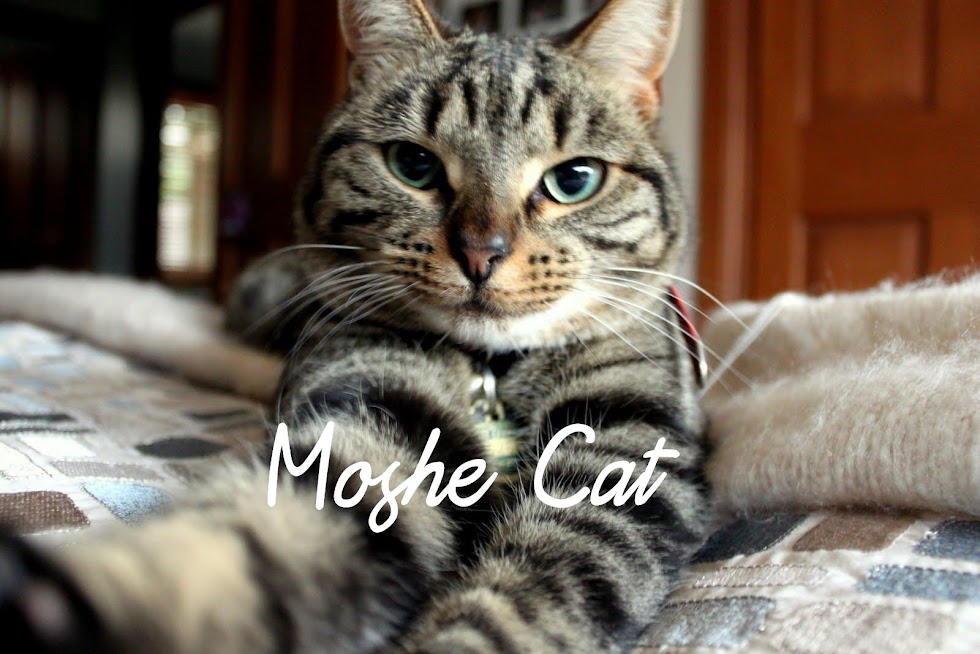 Moshe Cat