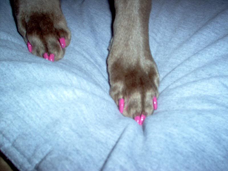 dog pedicure