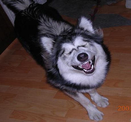Laughing+Dog.jpg