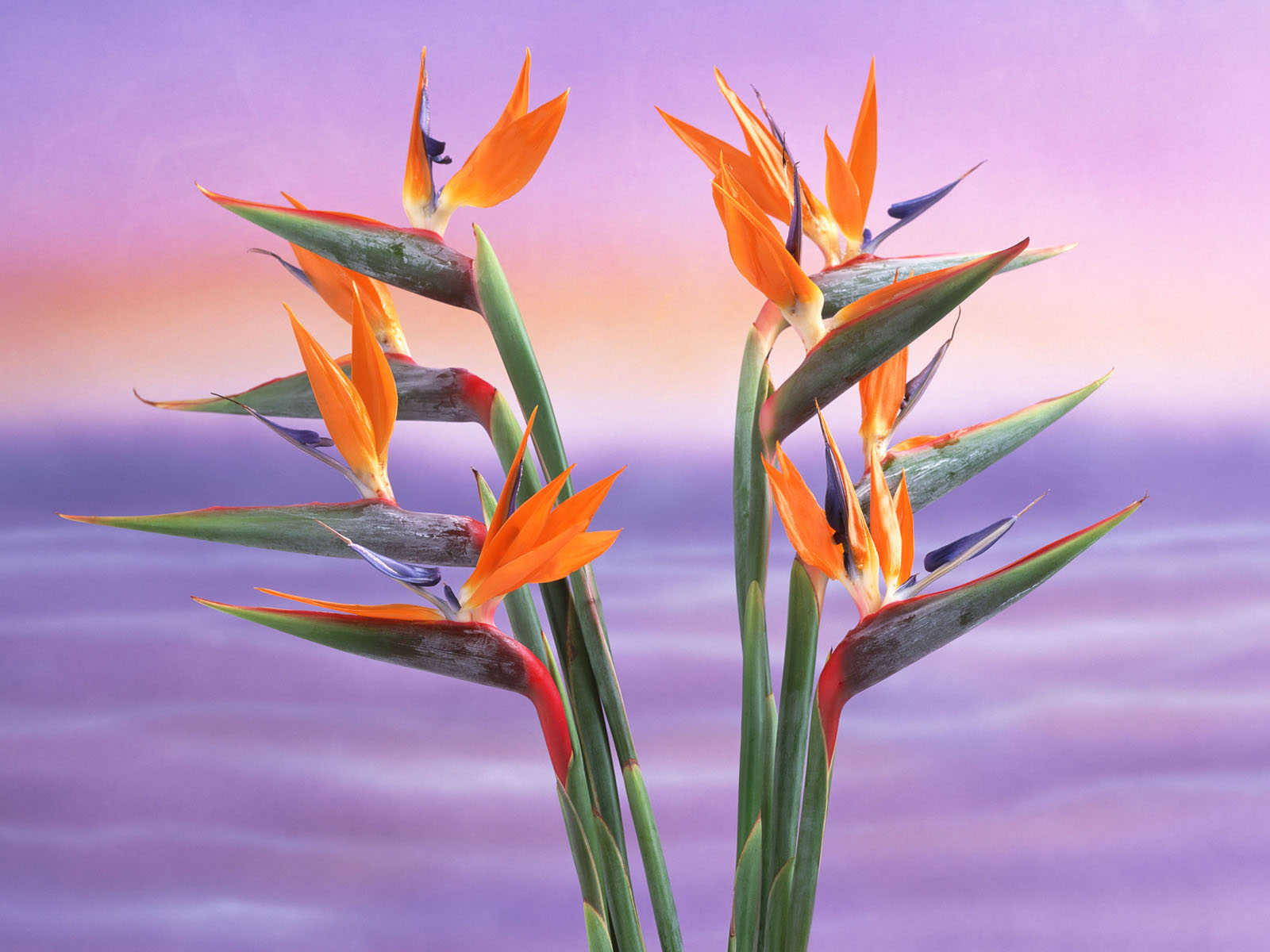 rare-exotic-flowers-species-hq-photos-and-wallpapers