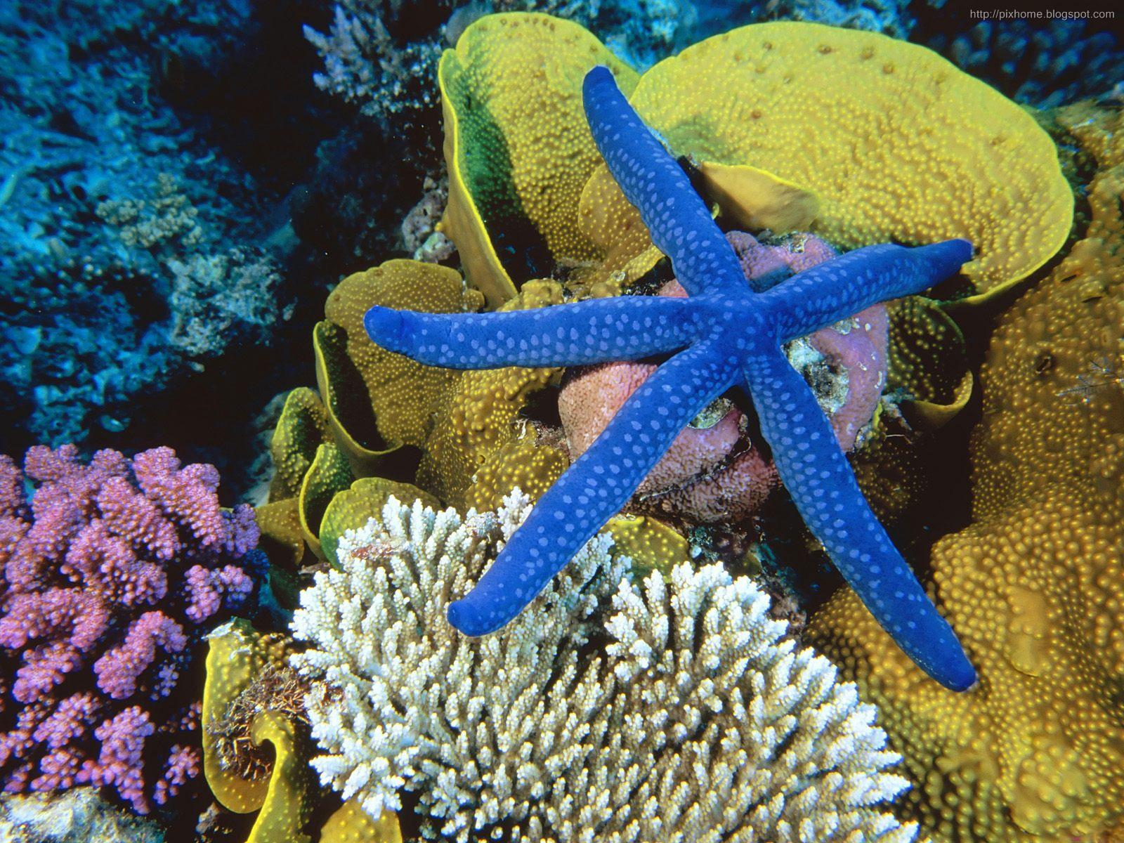 underwater sea animal creatures, plants, pictures HQ 1600x1200