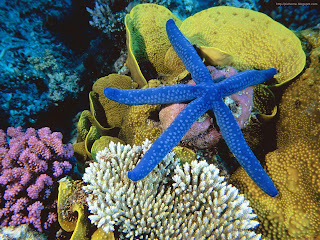 Blue startfish wallpaper