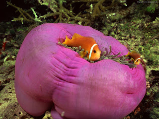 colorful under sea animals