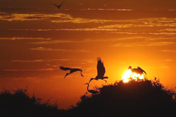 [Pantanal_pordosol_marcosVergueiro600.jpg]