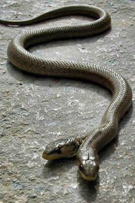 snake.jpg