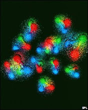 Quarks the source of protons and neutrons