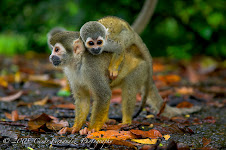 Primates amazónicos
