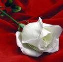 Una rosa blanca prendida en un tapiz de paz