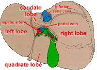 EVERYDAY IS A JOURNEY....: The Liver