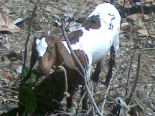 FIVE MONTH-OLD DOELING NAMED "AWARDEE"
