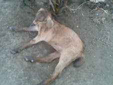 kid in sampaguita,lipa city