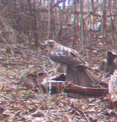 Red-Tailed Hawk on deer carcass