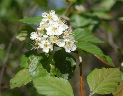 Hawthorn blossoms on Droop Mountain