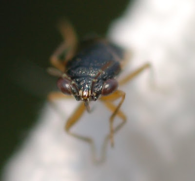 Geocoris sp., big-eyed bug, head and rostrum