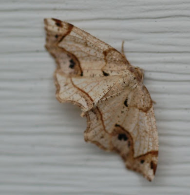 white and brown moth