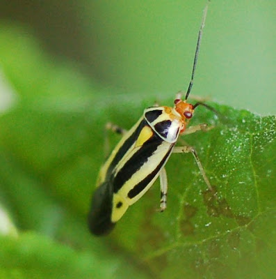Poecilocapsus lineatus, back