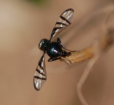 Tephritid fly showing abdomen and wings in courtship position
