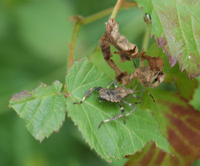Coreid nymph on blackberry leaves