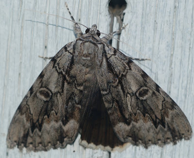 Underwing moth, displaying black hindwings