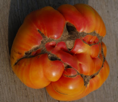 Hillbilly tomato, ridge and valley