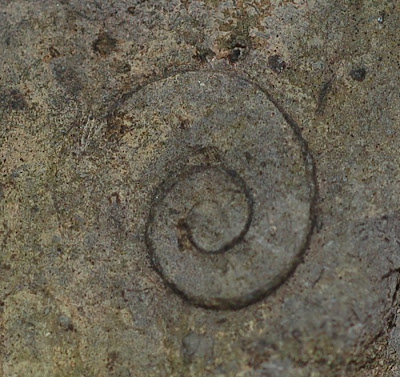 Spiral fossil