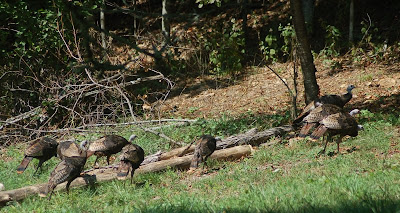 Turkeys by the woodpile