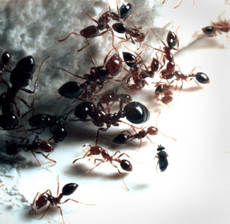 عجائب النمل