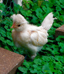 coop chicken keeper tales turns chickens pet