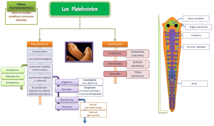 diagrama de platyhelminthes