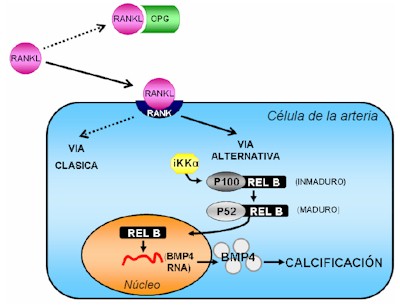 [Bone_morphogenetic_protein.jpg]