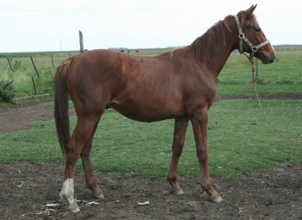 Caballos para Venta Lucero