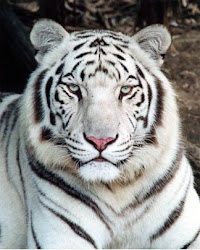 Animais selvagens...