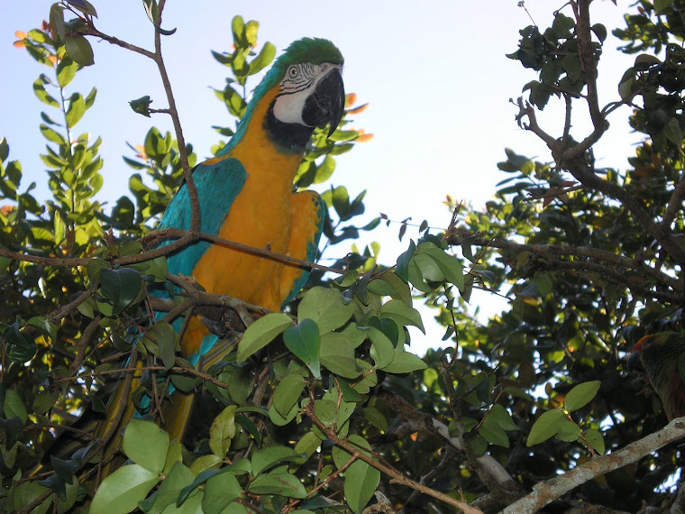 Arara...