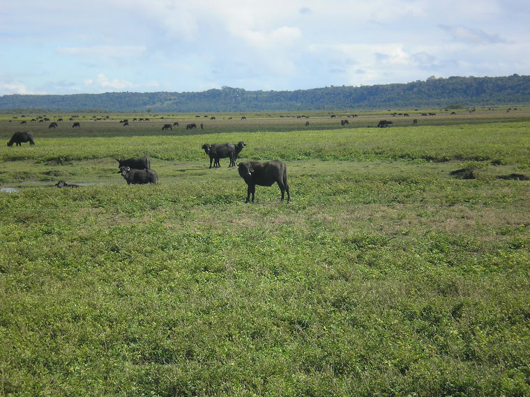 Fazenda de Búfalos