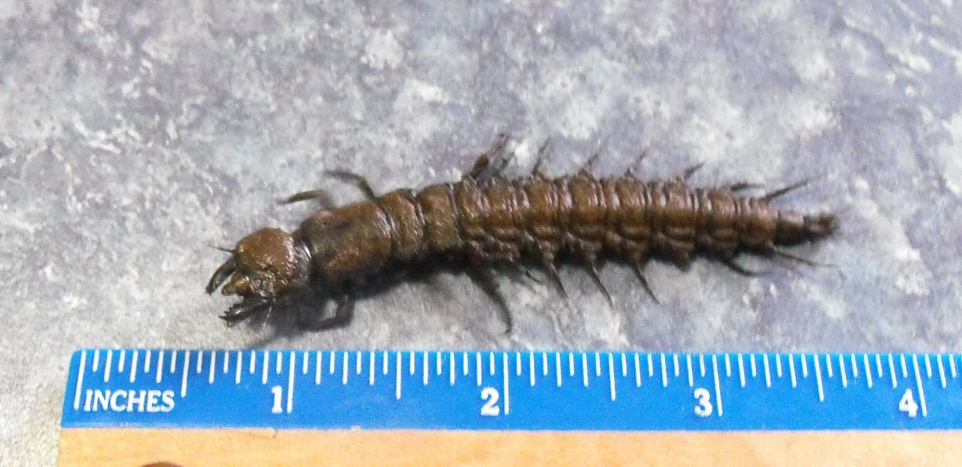 live hellgrammites for sale online