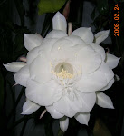 bunga wijayakusuma