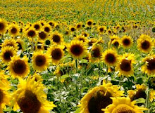 A Chorus of Sunflowers