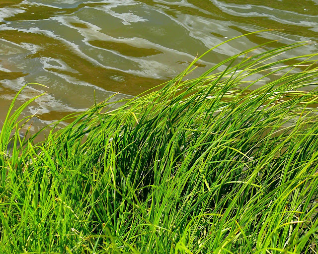 Cat On My Head: Reeds By The Rio Grande