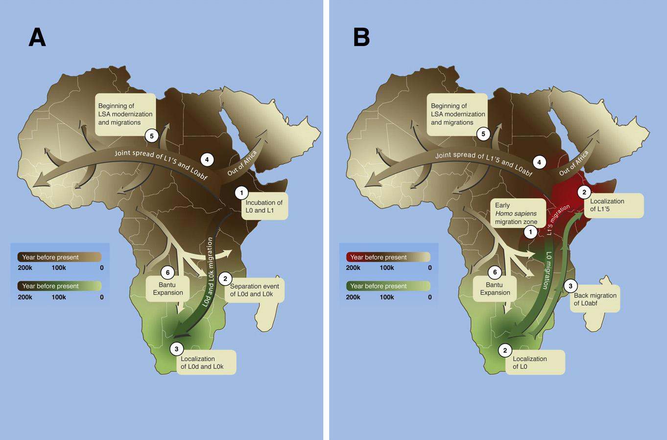 [Maternal+Gene+Flow+Within+Africa.JPG]