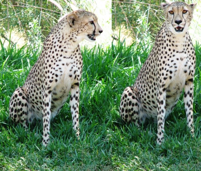 http://4.bp.blogspot.com/_K_7kE4-v9OQ/SIa2Pmyd5lI/AAAAAAAABwI/qoSmysUYK6Q/s1600/cheetah.jpg