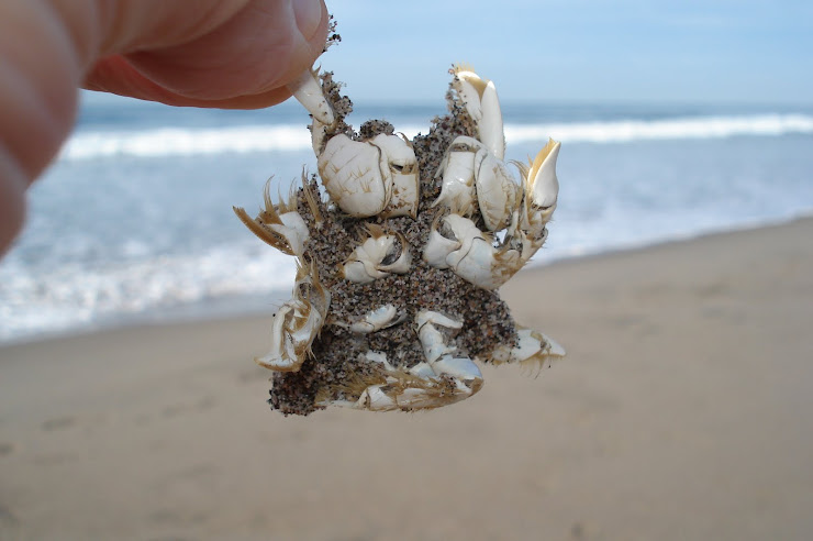 Sand crab on beach