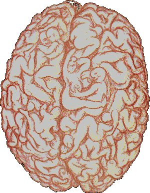 IL CERVELLO UMANO PRIMA DEL MATRIMONIO