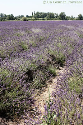 Lavender field Durance