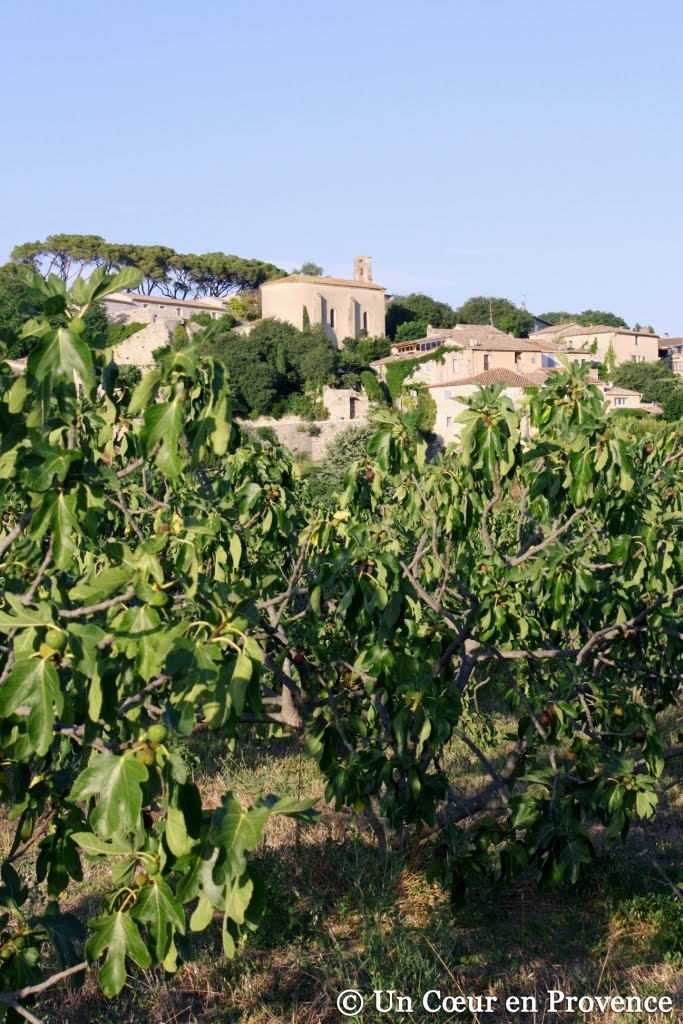 A Heart in Provence Picking Figs