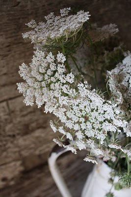 Queen Anne's Lace