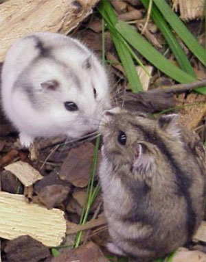 Fkk Hamster Fkk Hamster