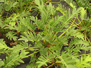 Nisarg Nursery: Philodendra