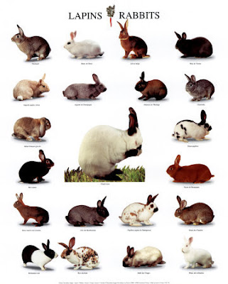 rabbit rabbits types bunny care bunnies chart kinds kind there colors rex breed color year
