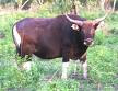 BANTENG